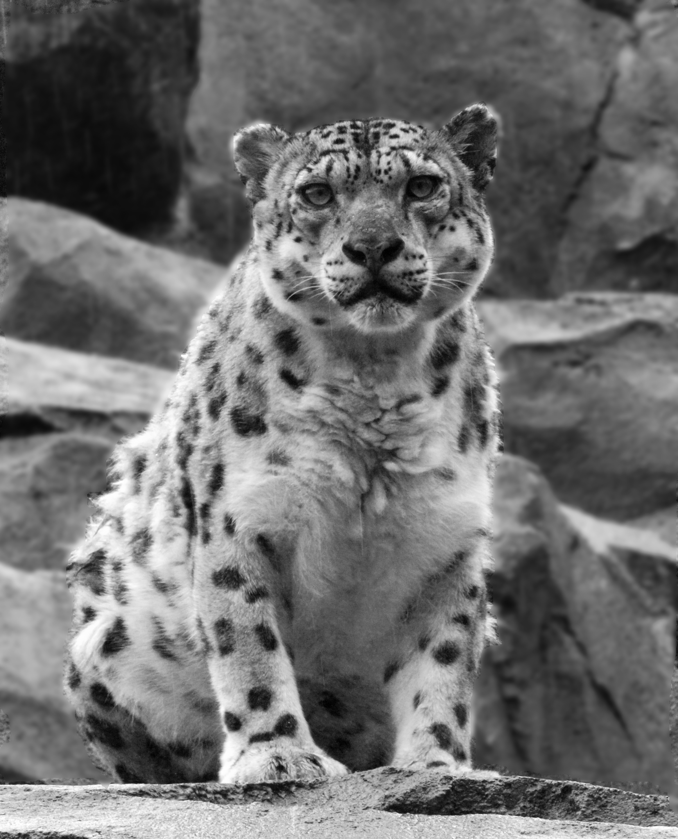 Snow Leopard – Alaska | Vanishing Light